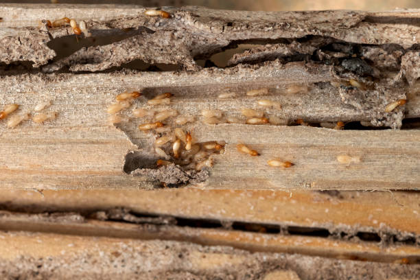 Best Pest Control Near Me in Coldwater, MI